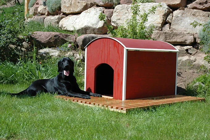 caseta de perro